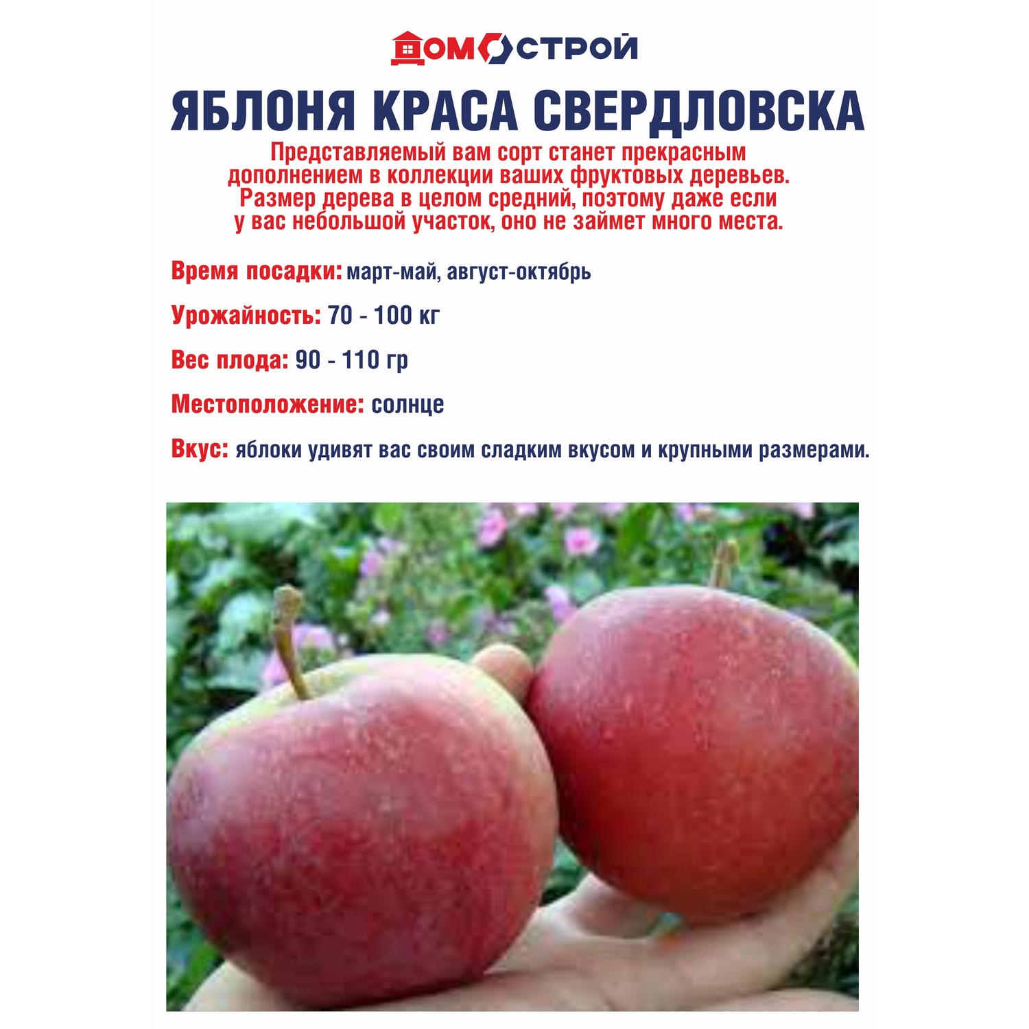 Яблоня Краса Свердловска Саженец 2 года Высота саженца   100-120см