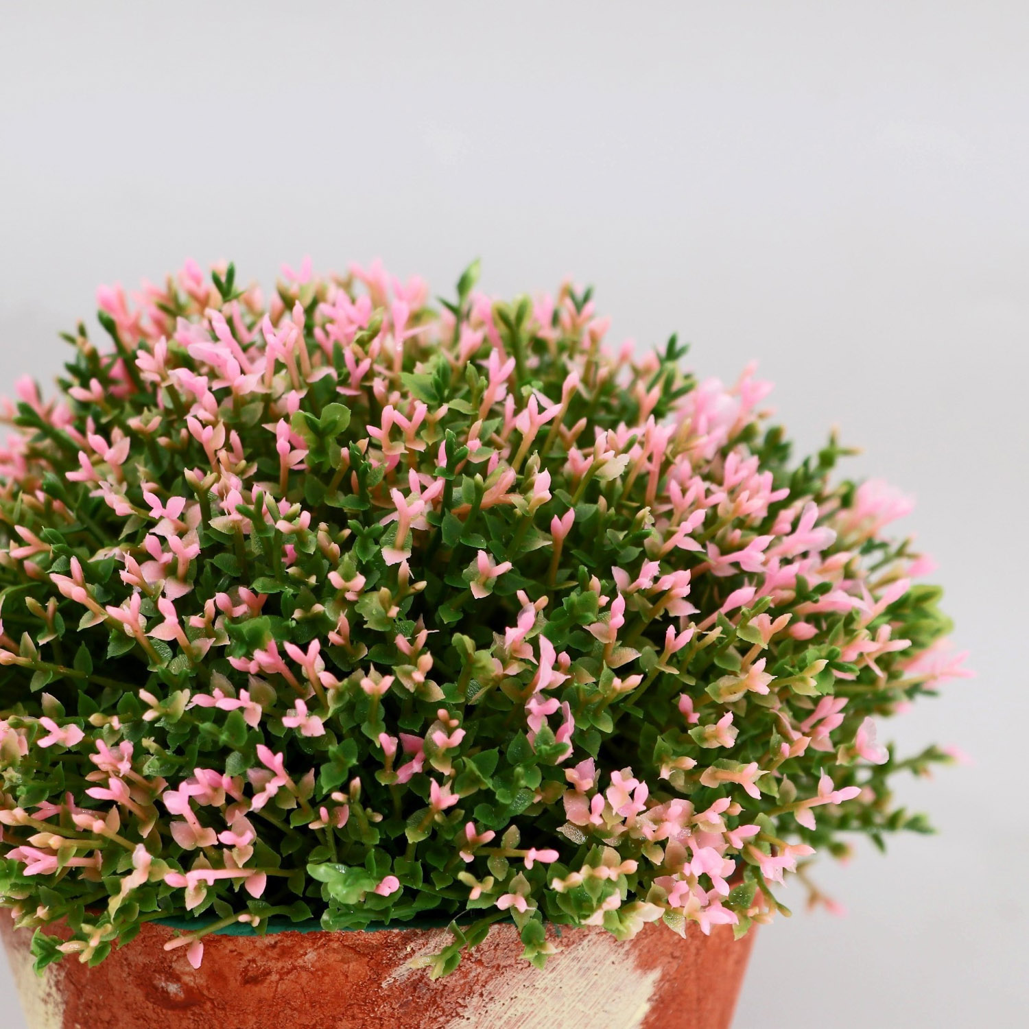 Бонсай в горшке "Самшит" 12х12 см, микс  5201996