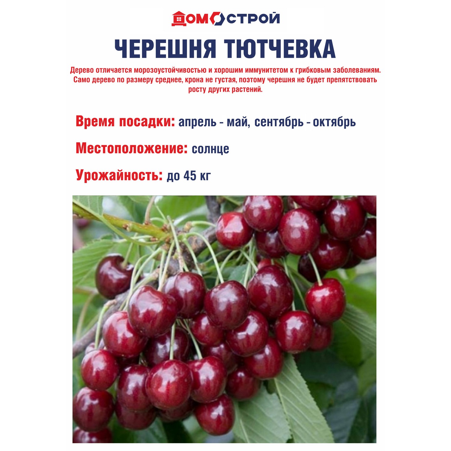 Черешня Тютчевка Саженец 2 года Высота саженца  90-110см
