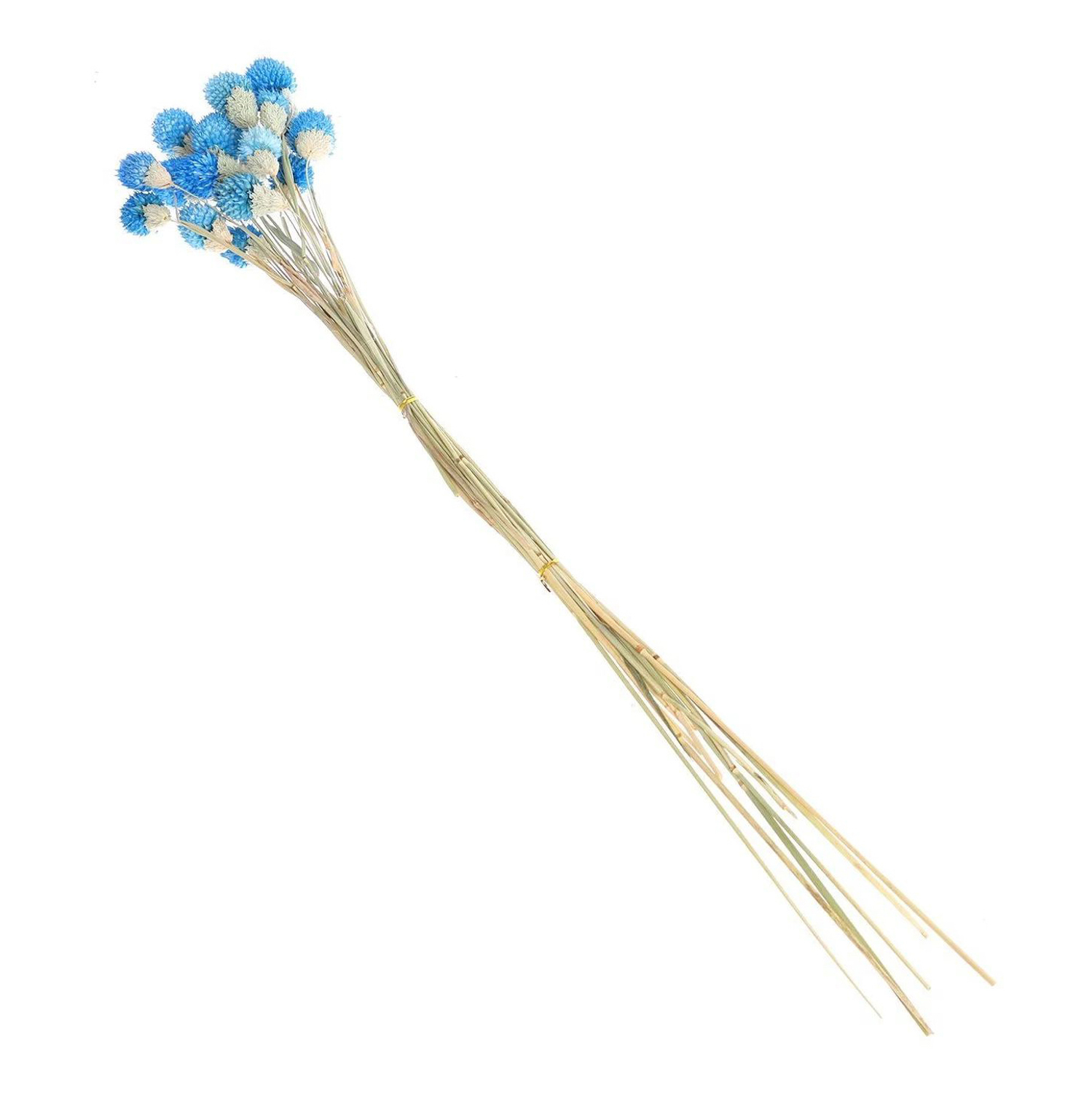 Сухоцвет "Гомфрена шаровидная" набор 20 шт, цвет голубой  6972094