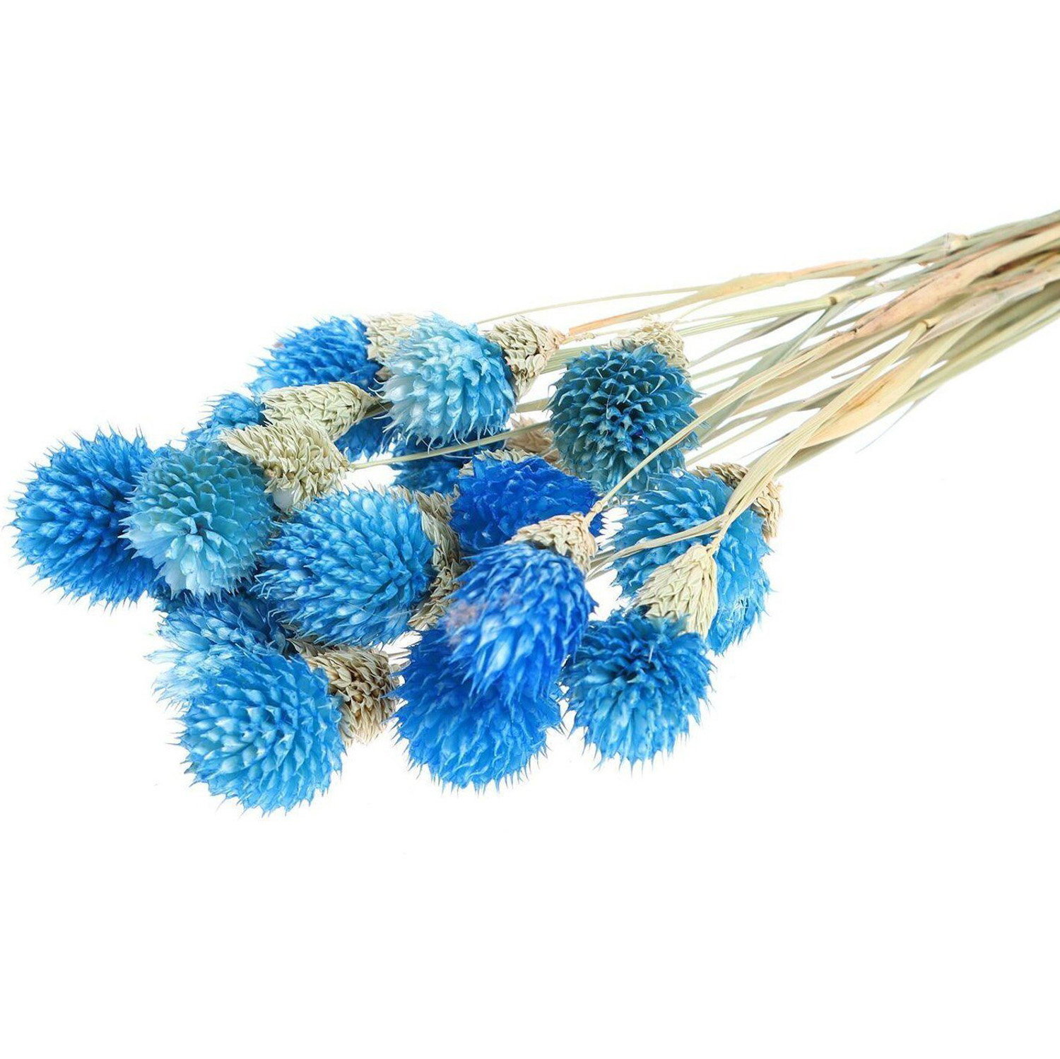 Сухоцвет "Гомфрена шаровидная" набор 20 шт, цвет голубой  6972094