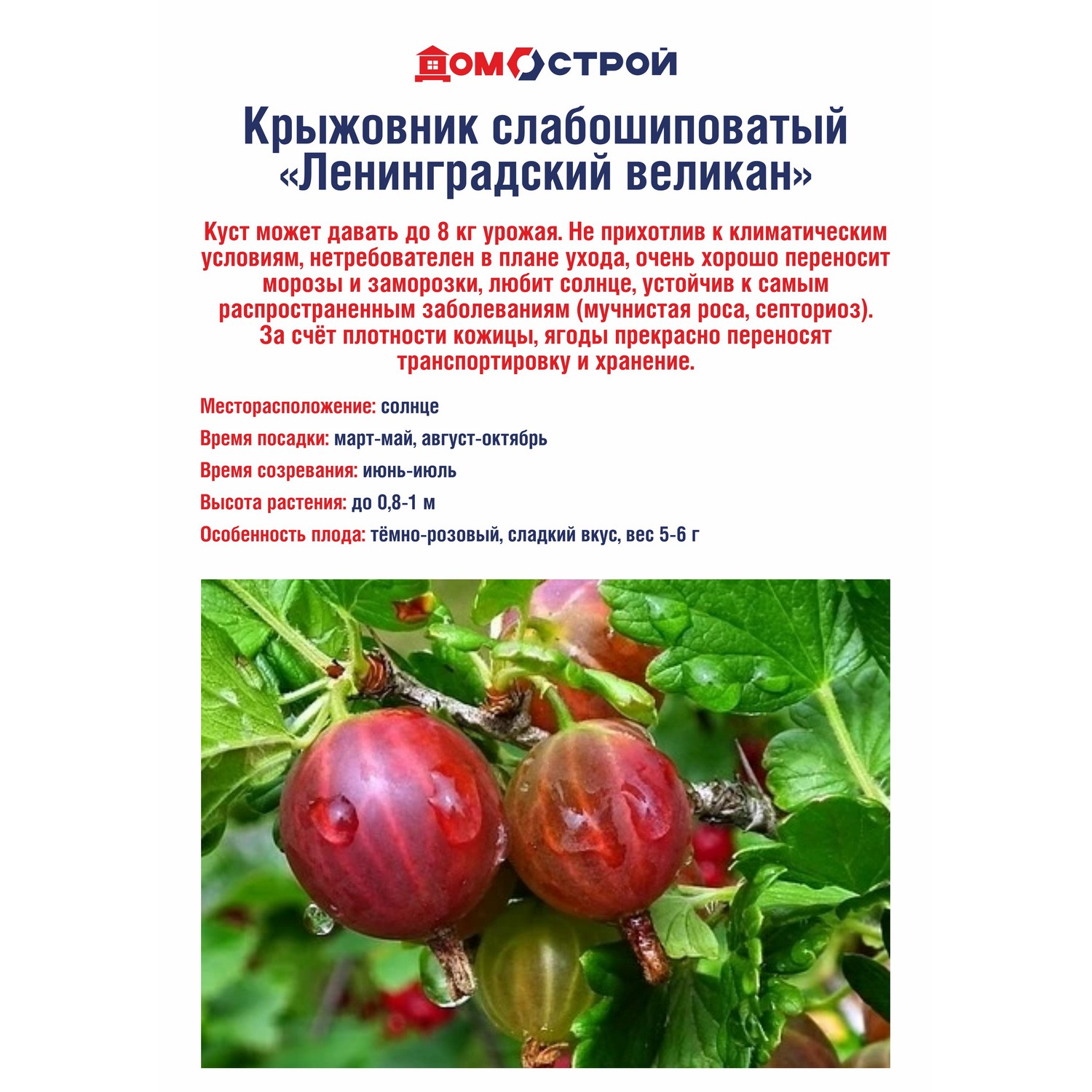 Крыжовник слабошиповатый Ленинградский великан