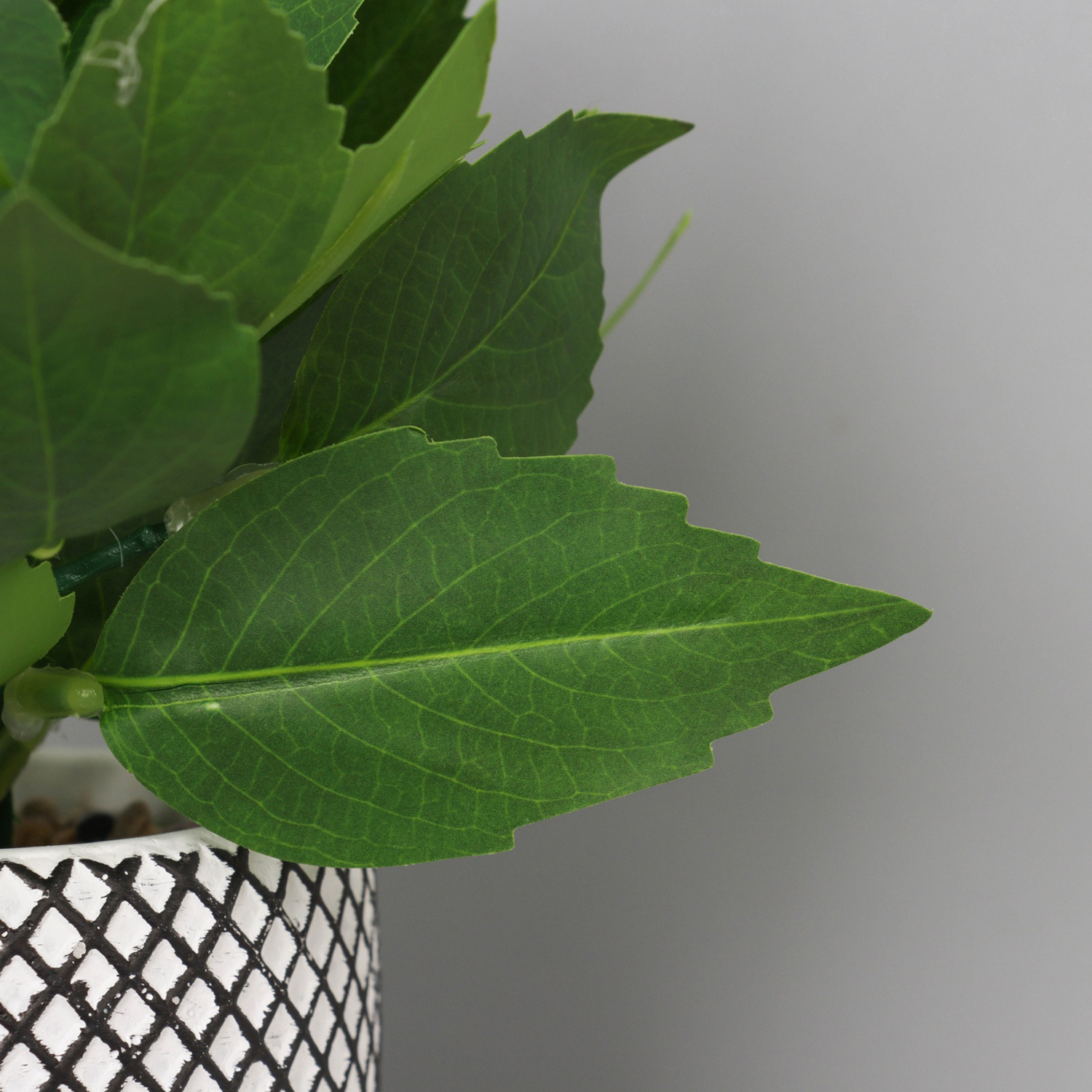 Бонсай в горшке "Хоста галант" 20х9 см, зелёный   10697896