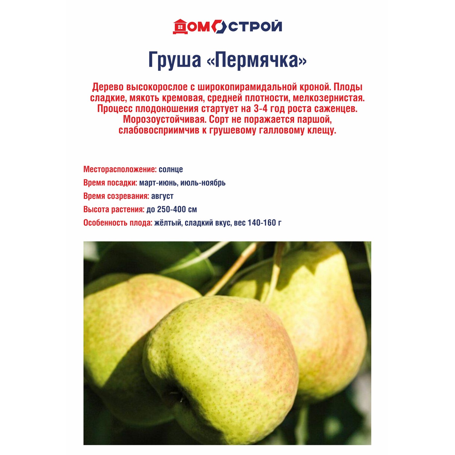 Груша Пермячка