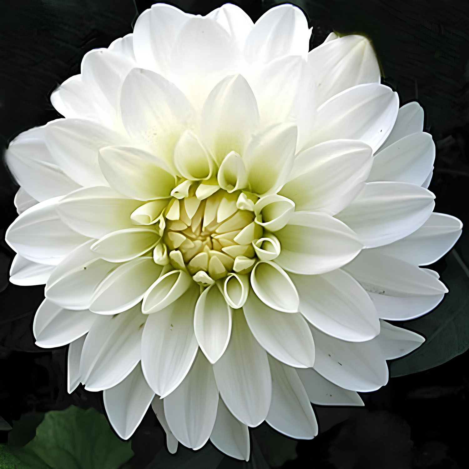 Георгина декоративная Гэллери Арт Фэр I/К Георгина декоративная Гэллери Арт Фэр I/К