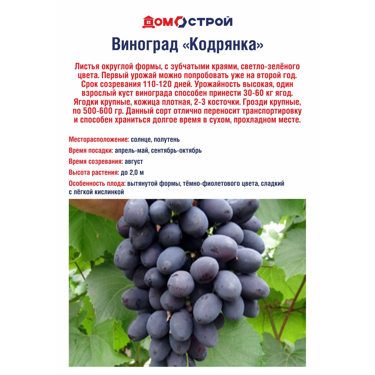 Виноград Кодрянка