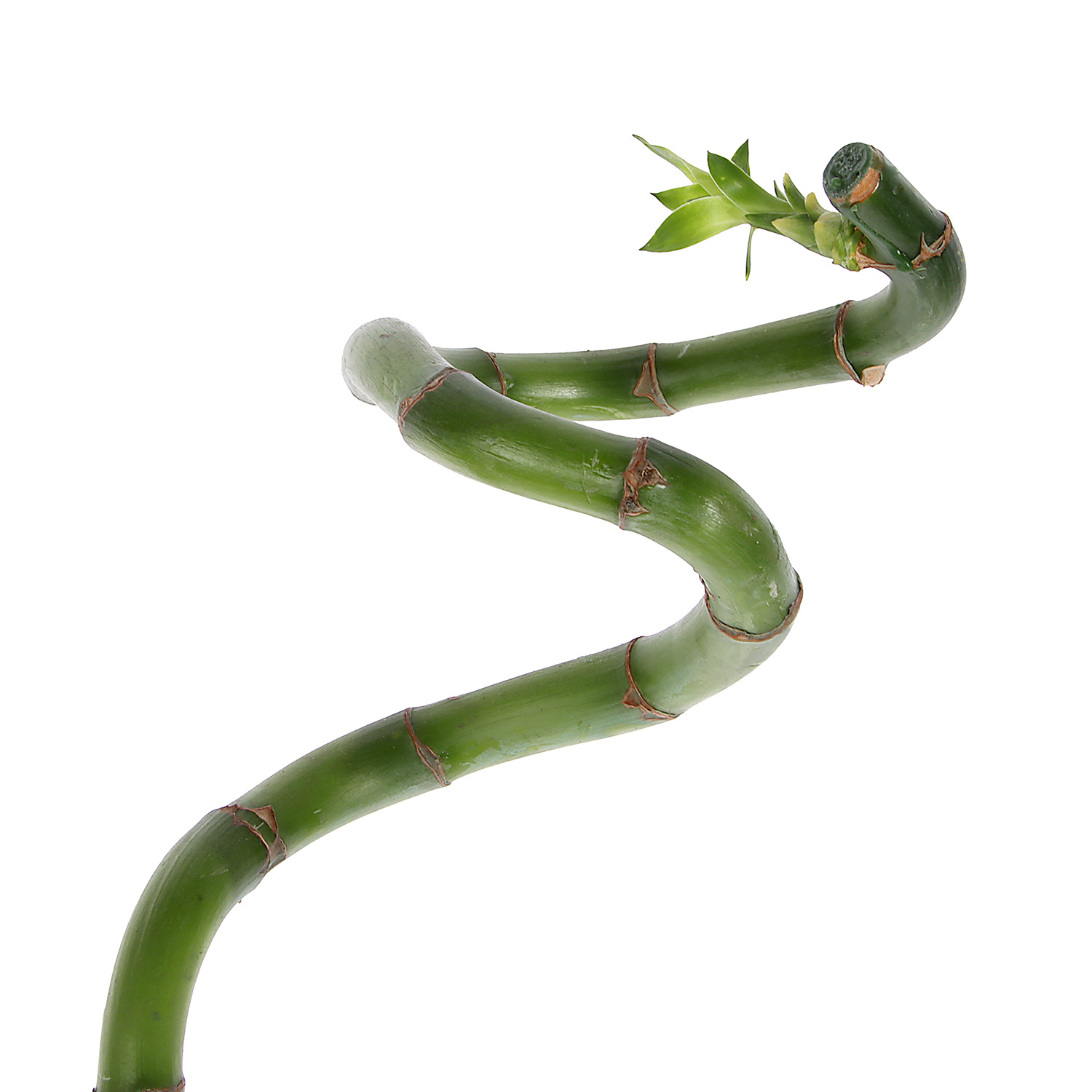 Бамбук D5 H70 *1/30