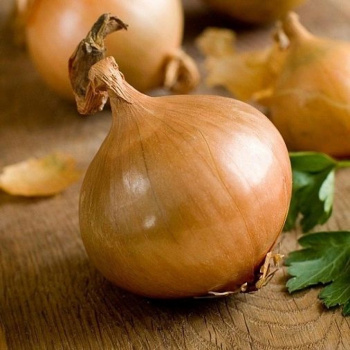 Лук-севок  Центурион F1 (21/24)  0,5кг +/-10%