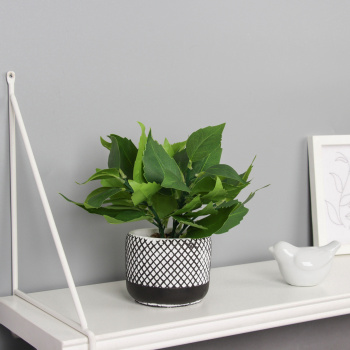 Бонсай в горшке "Хоста галант" 20х9 см, зелёный  10697896