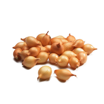 Лук-севок  Геркулес F1 (21/24)  0,5кг +/-10%