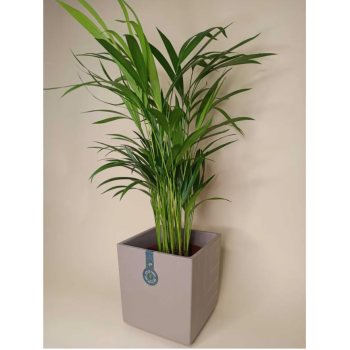 Кашпо пластм. "Квадро" 6,6л 200х200мм h200мм со вставкой Фрапе КВ20-90 *1/6 Кашпо пластм. "Квадро" 6,6л 200х200мм h200мм со вставкой Фрапе КВ20-90 *1/6